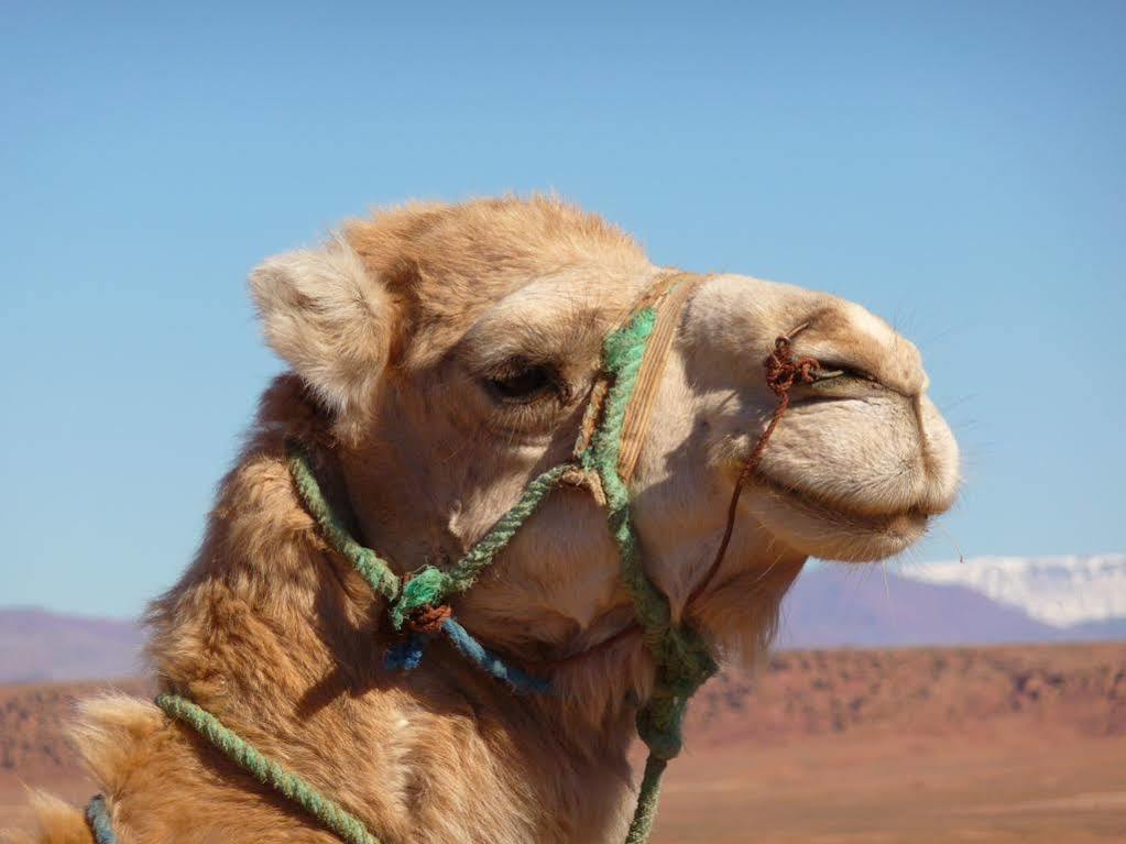 Maison Hassan Merzouga Luaran gambar